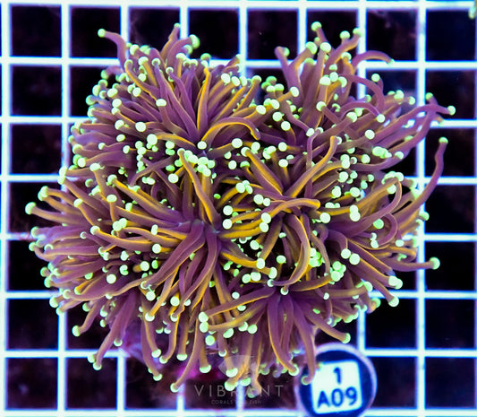 Torch INDO Colony