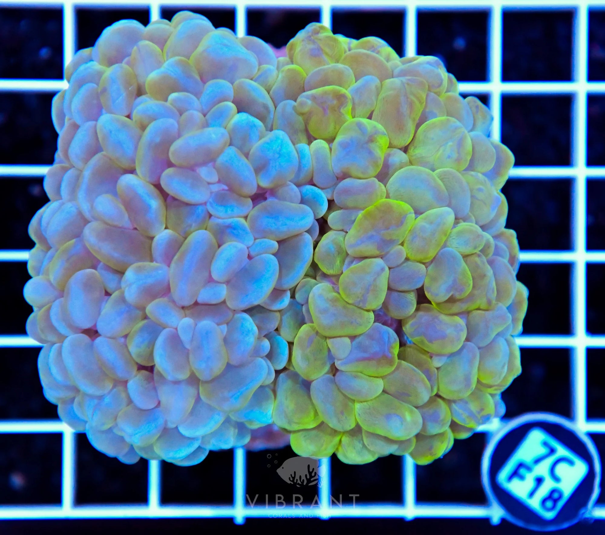 Bubble Coral INDO