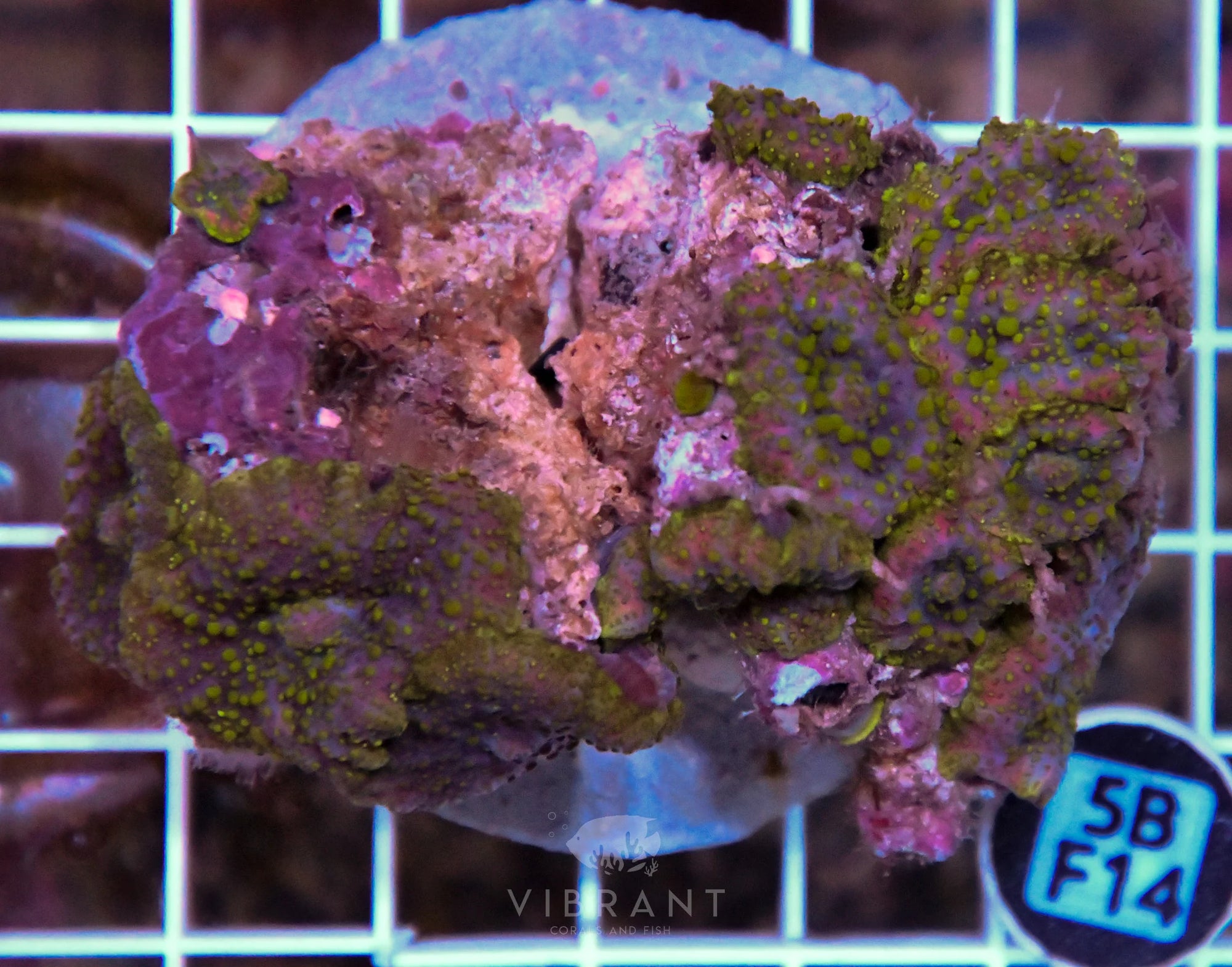 Mushroom INDO