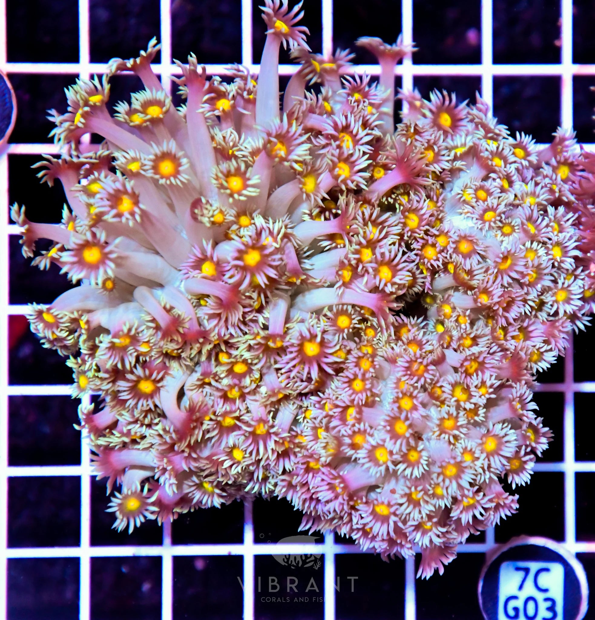 Goniopora INDO W