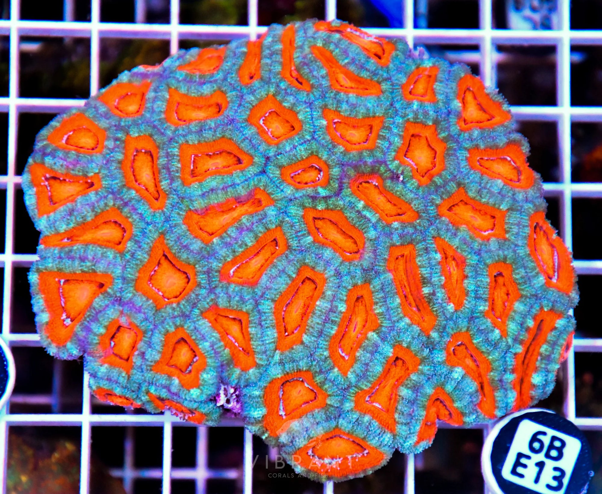 Acan Lord AUS