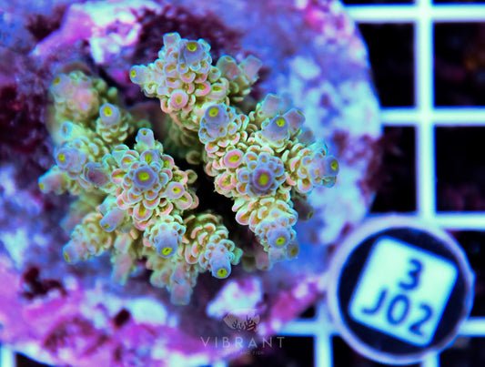 Acro INDO