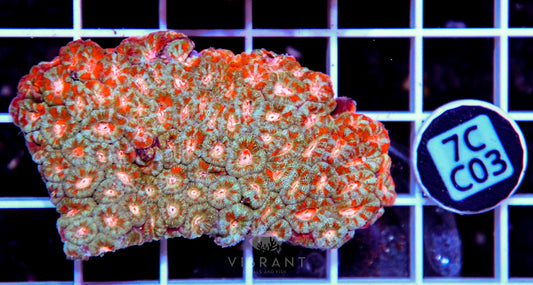 Micromussa INDO