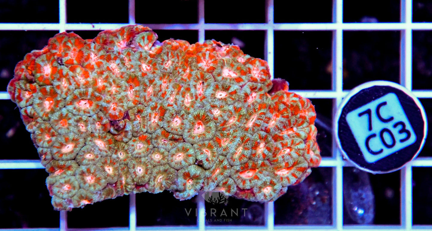 Micromussa INDO