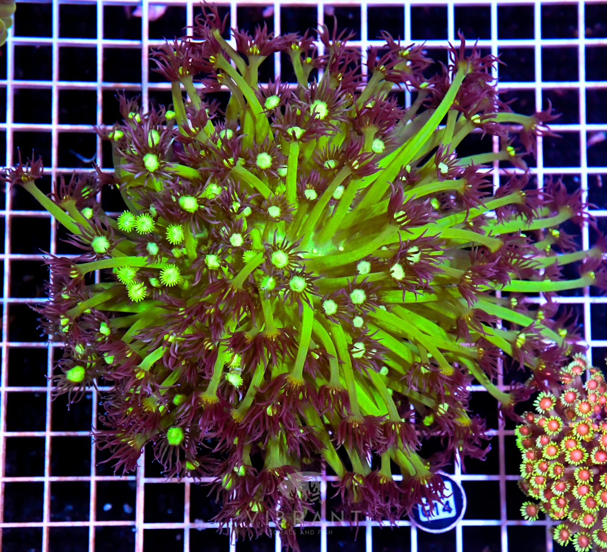 Goniopora INDO W