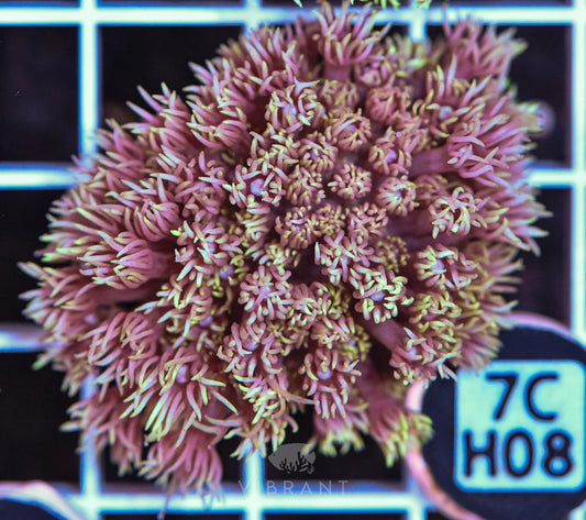 Frag Goniopora WAUS