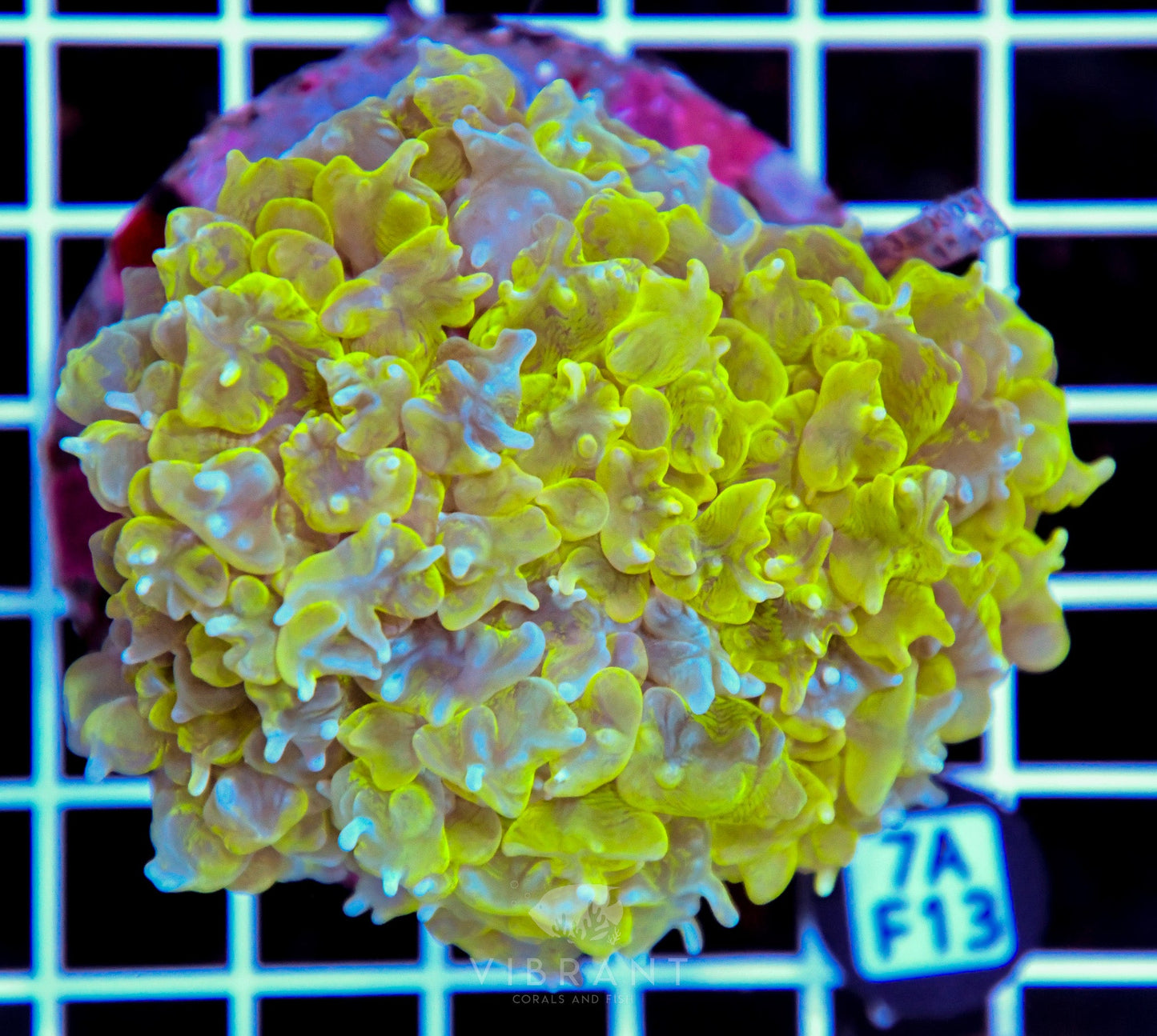 Bubble Coral INDO