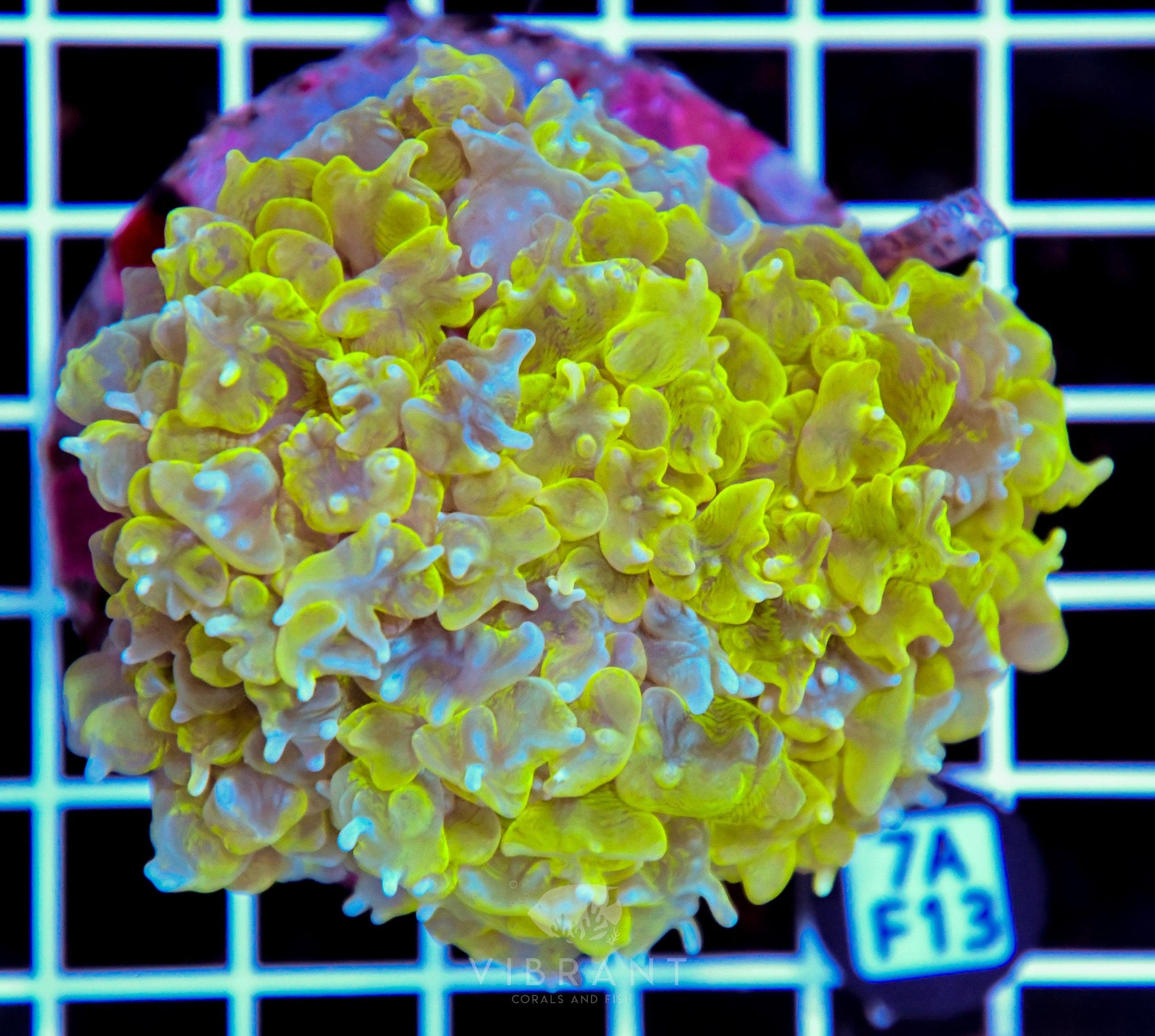 Bubble Coral INDO