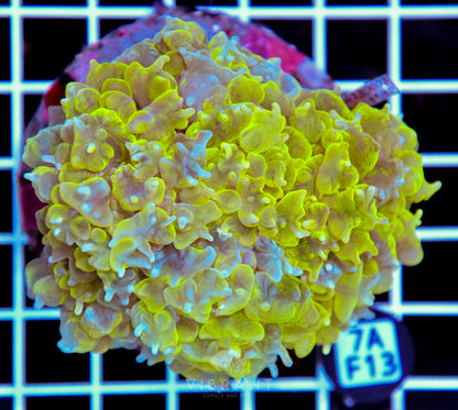 Bubble Coral INDO