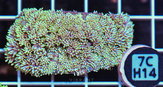 Goniopora WAUS