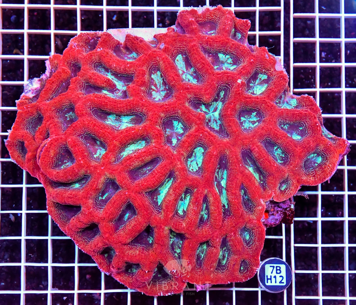 Acan Bower AUS