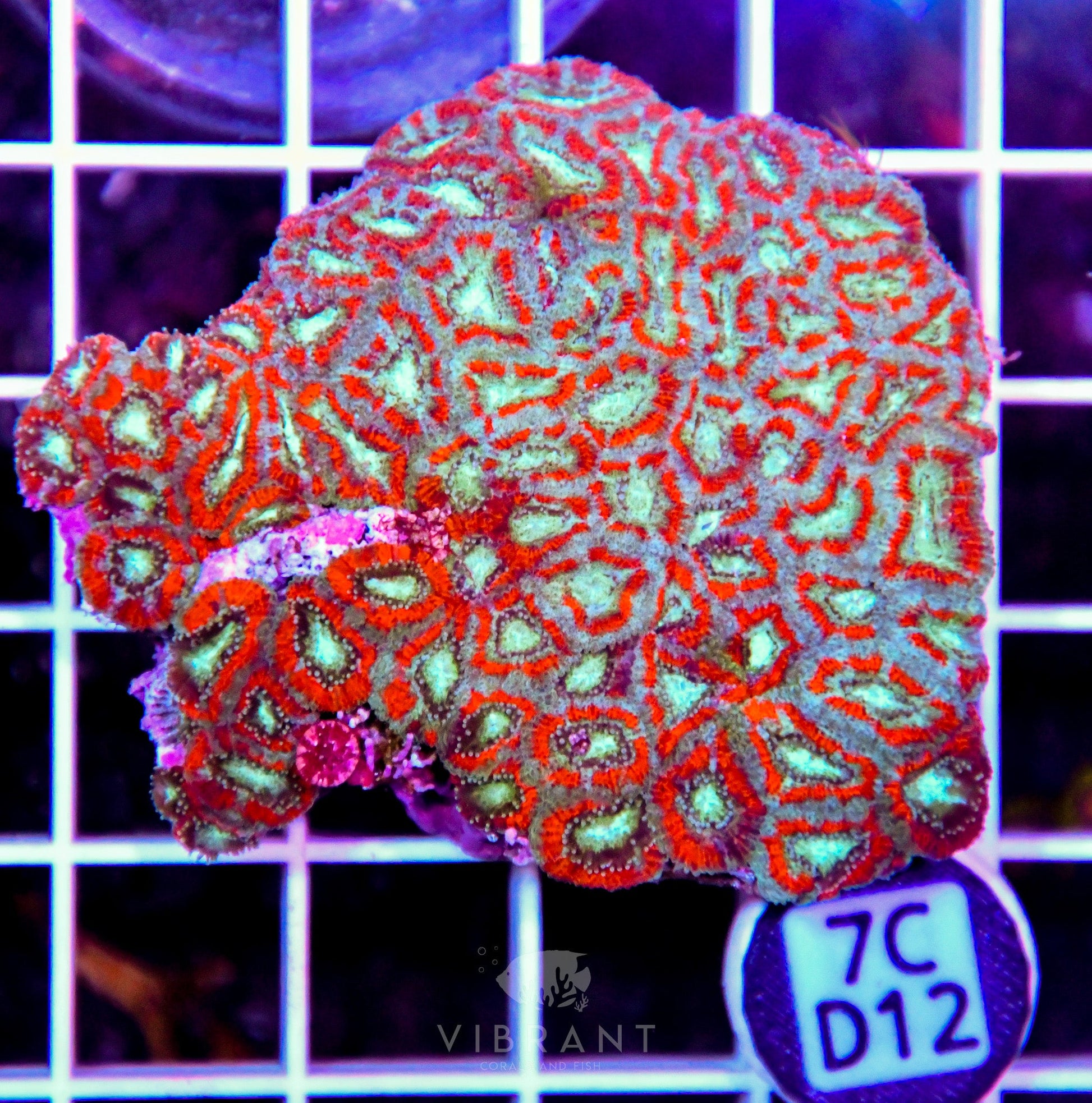 Micromussa INDO