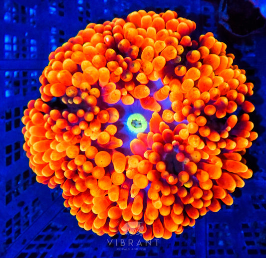 Bubble Tip Anemone ULTRA
