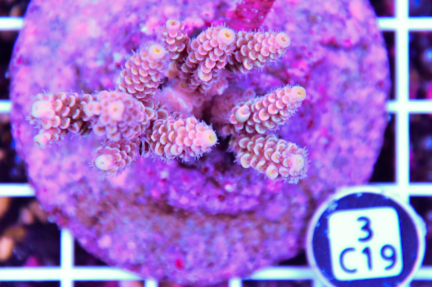 Acro INDO