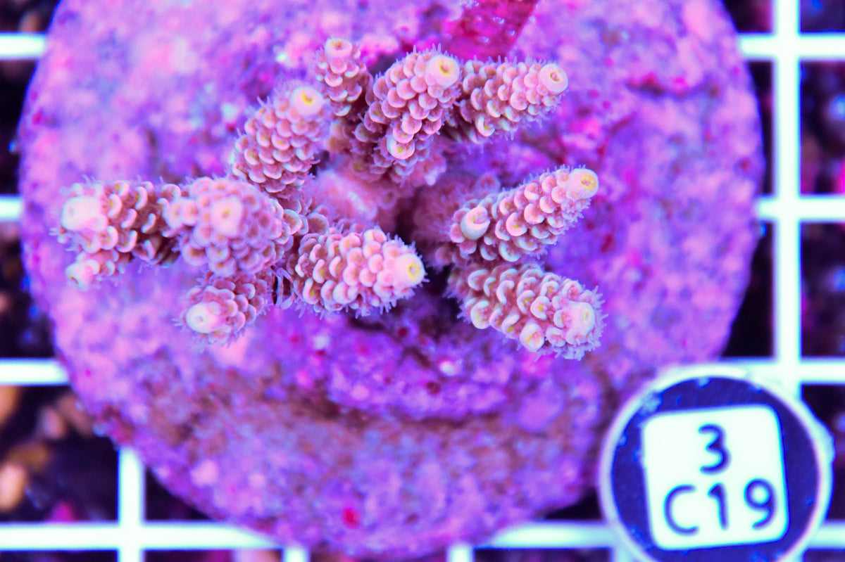Acro INDO