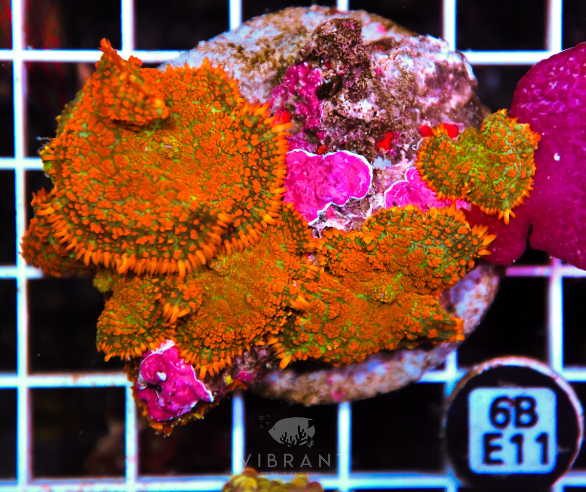 Mushroom INDO