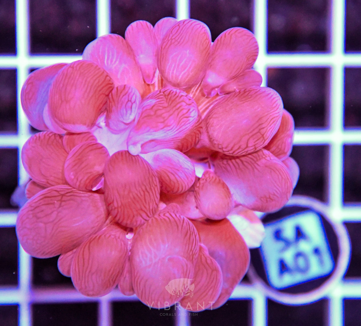 Bubble Coral AUS