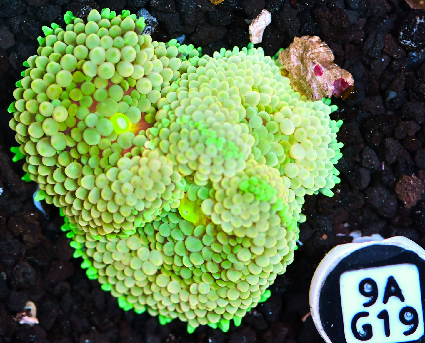 Ricordea Mushroom