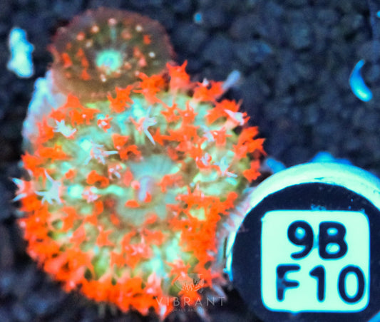 St Thomas Mushroom