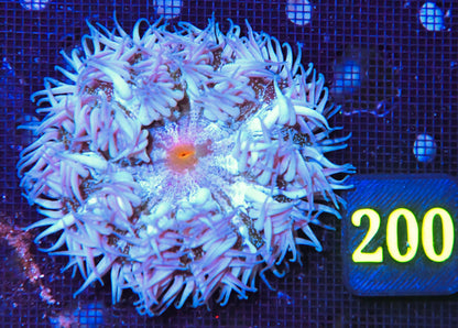 Rock Flower Anemone