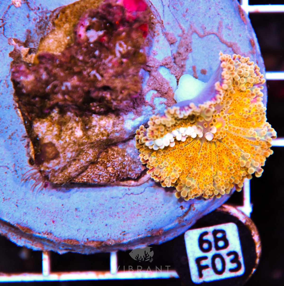 Mushroom INDO