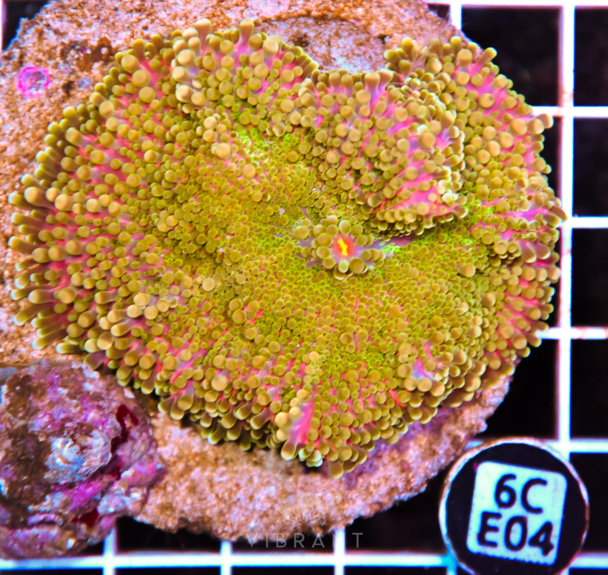 Mushroom INDO