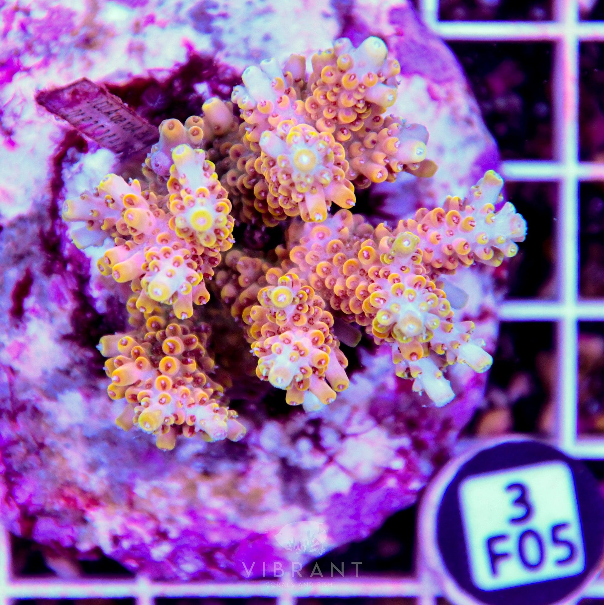 Acro INDO