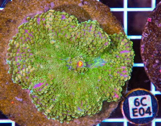 Mushroom INDO