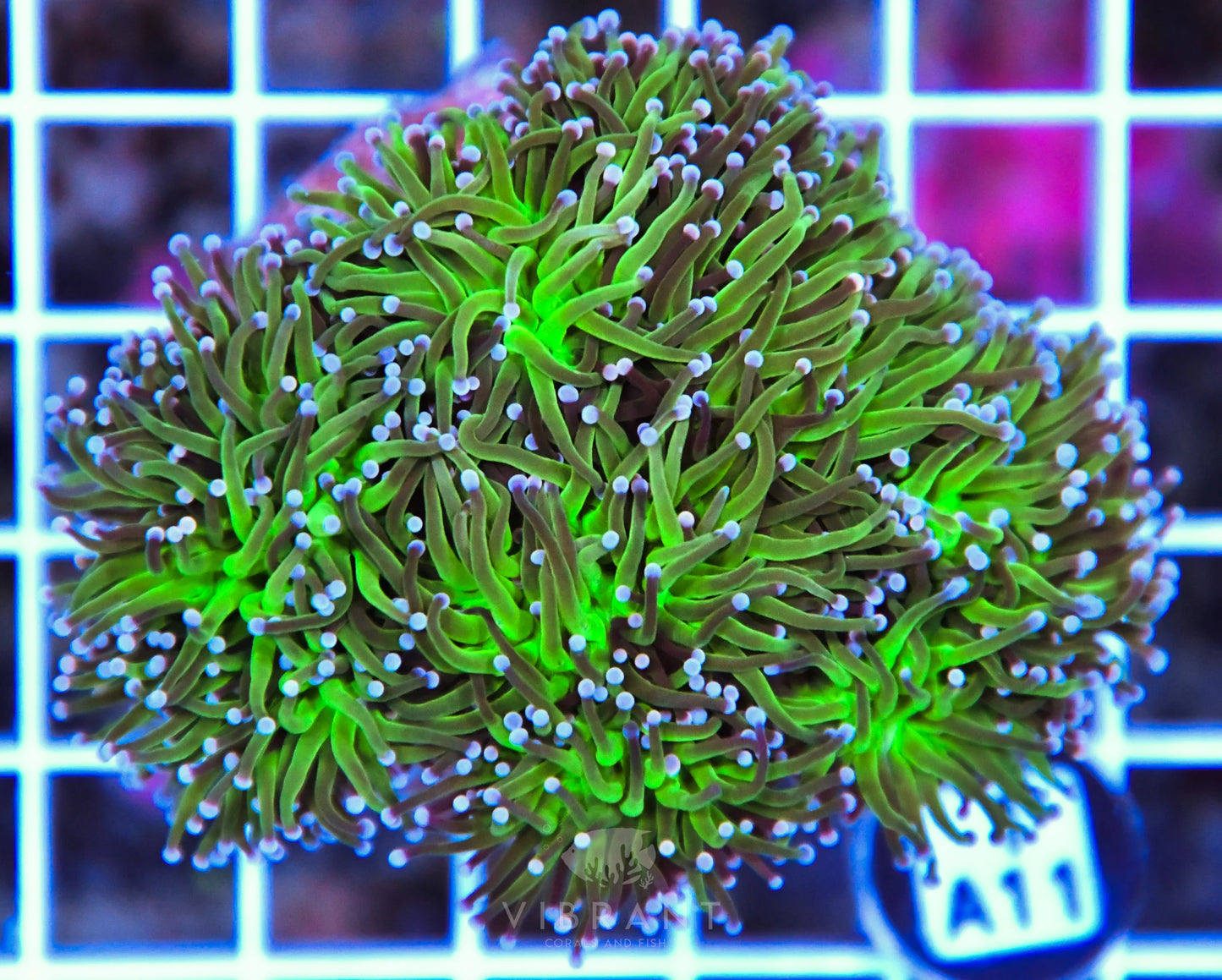 Torch INDO