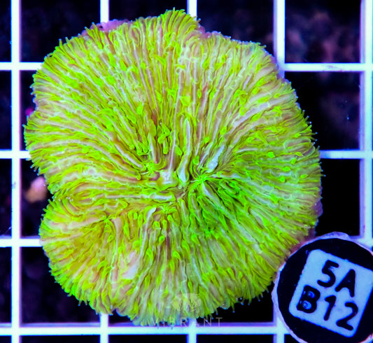 Fungia AUS