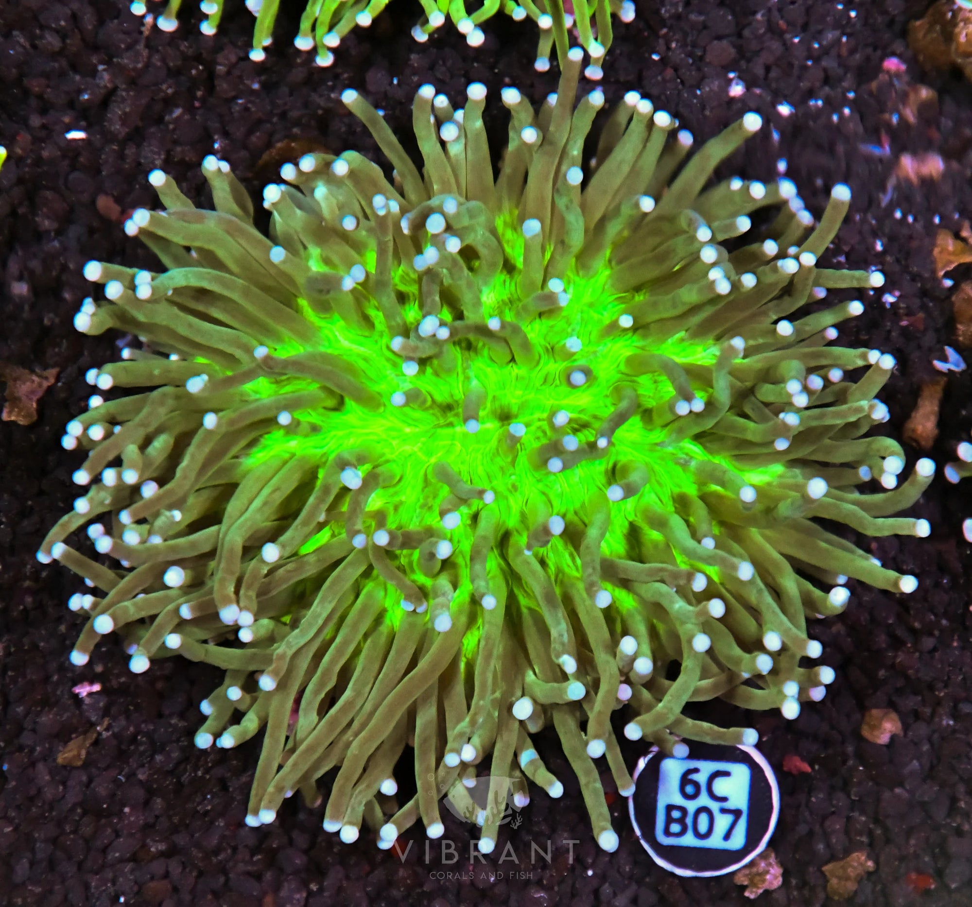 Heliofungia AUS