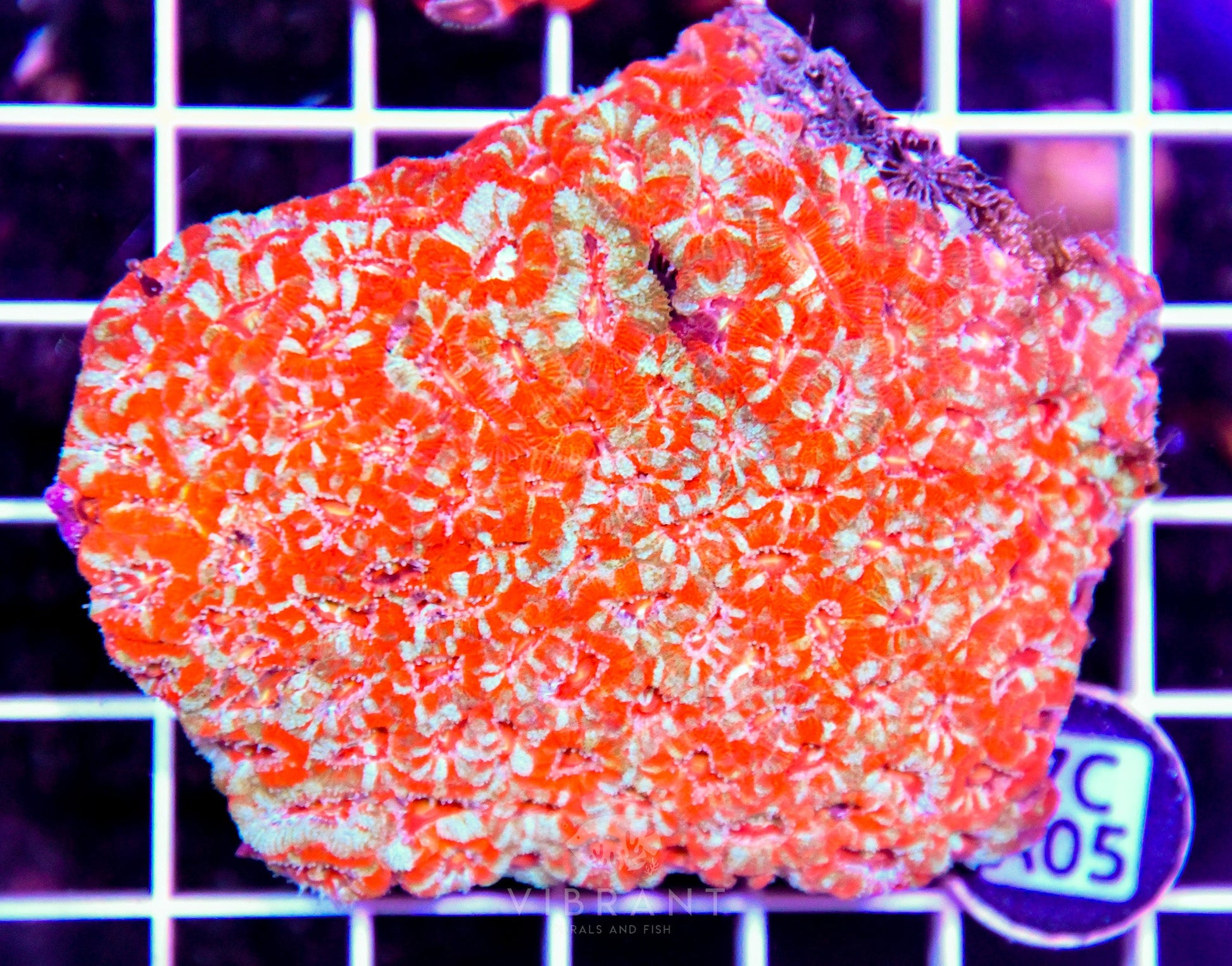 Micromussa INDO