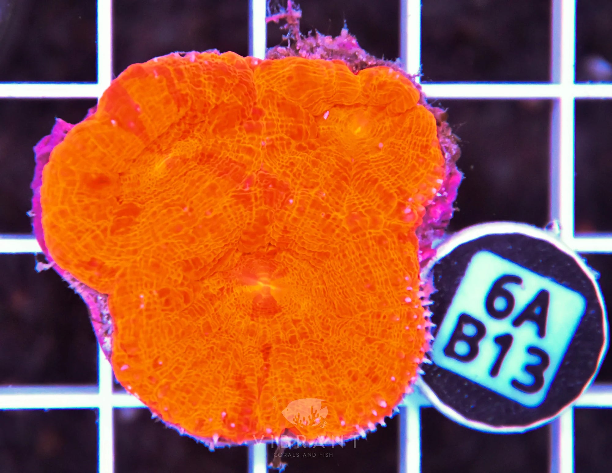 Acan Bower AUS