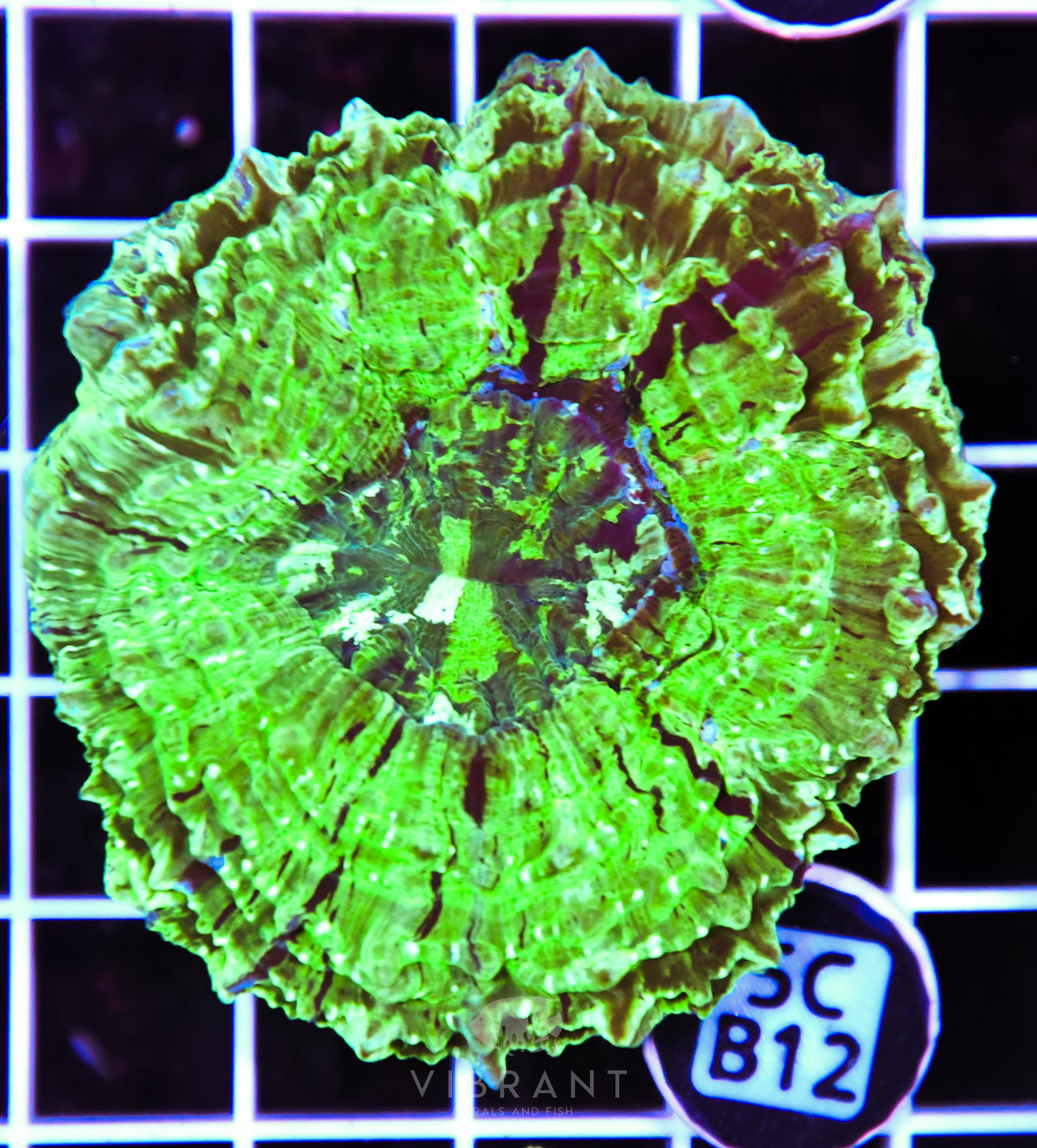 Acanthophyllia AUS
