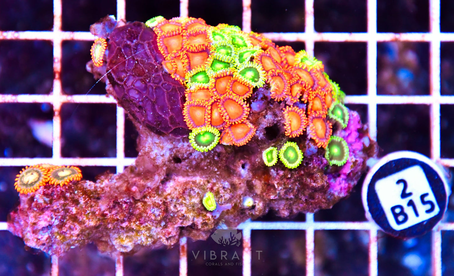 Zoa AUS