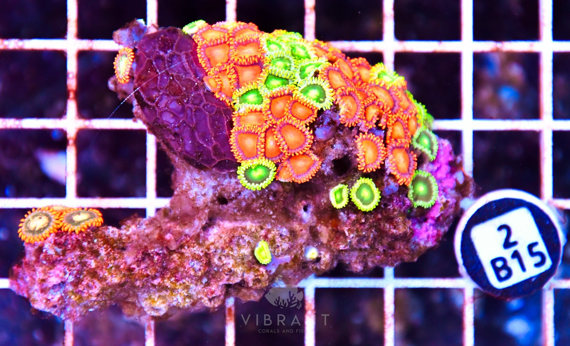 Zoa AUS