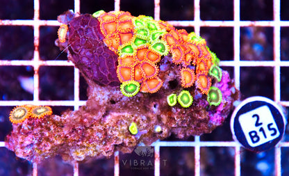 Zoa AUS