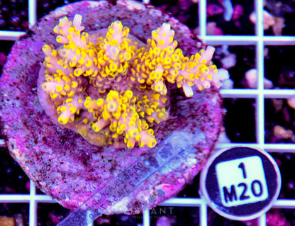 Acro INDO