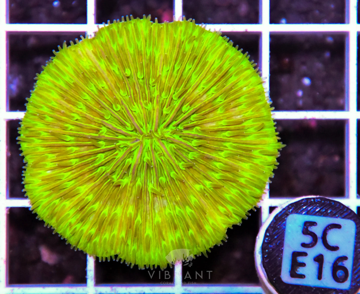 Fungia AUS