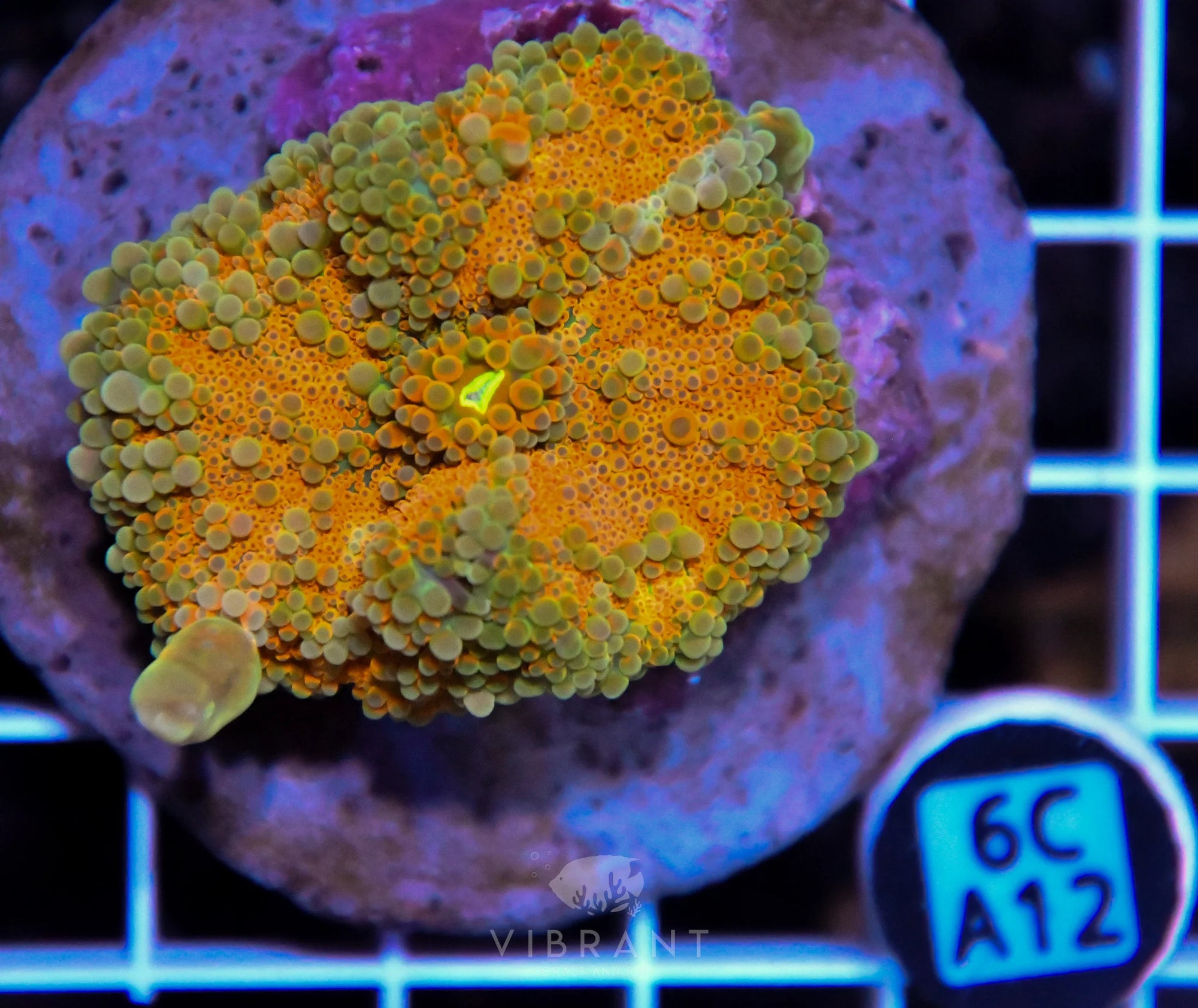 Mushroom INDO XL