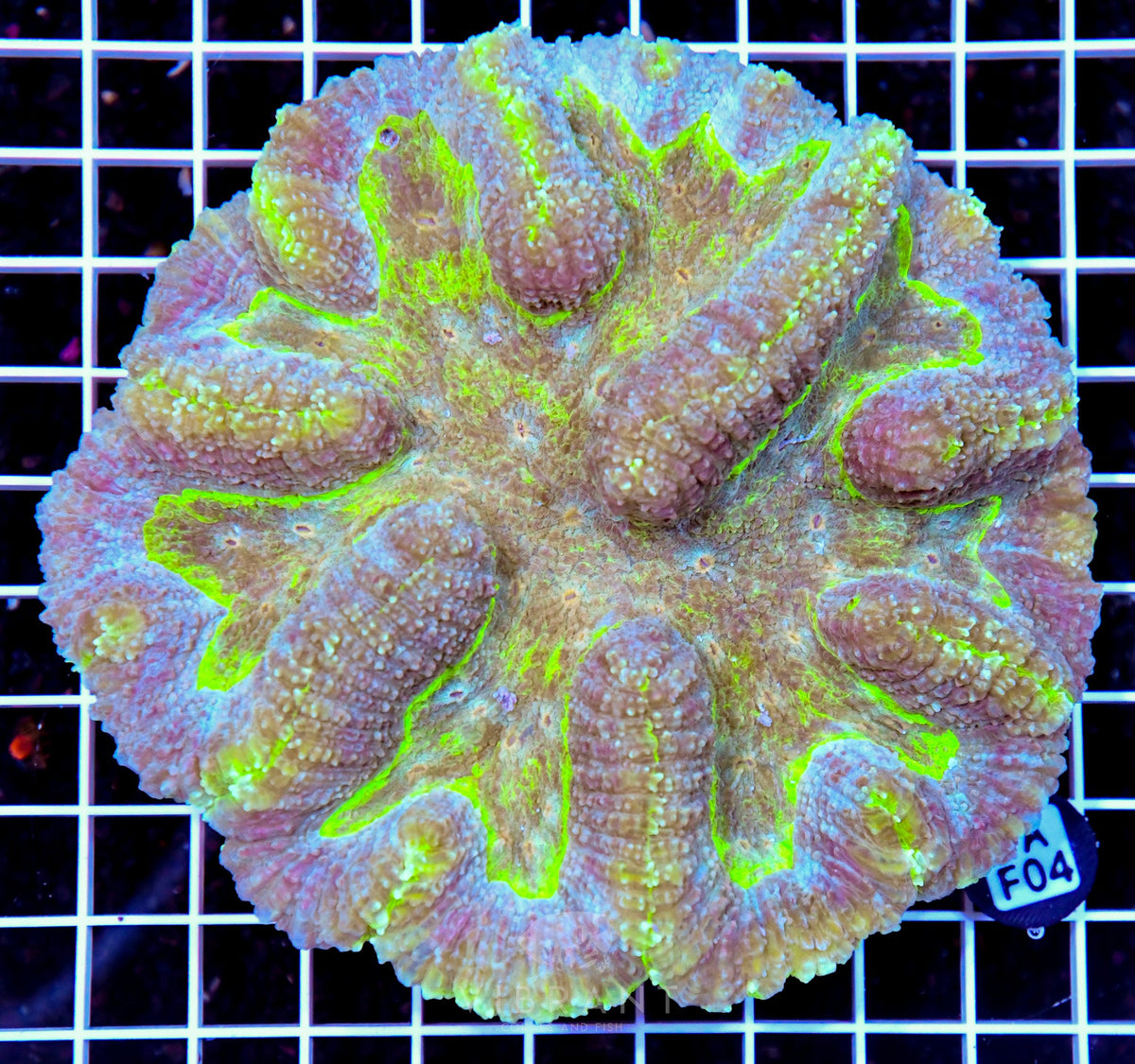 Symphyllia INDO W