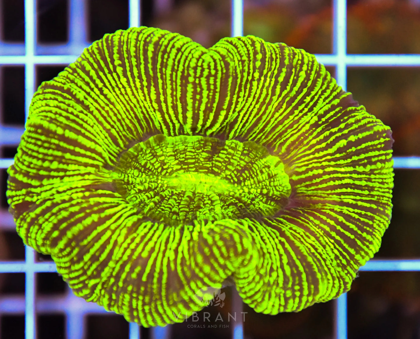 Trachy NEON MEDIUM AUS SAMPLE