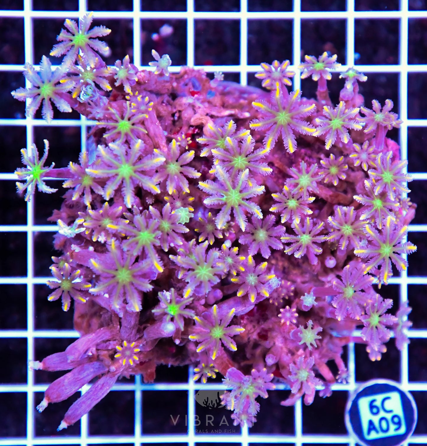 Clove Polyp INDO W