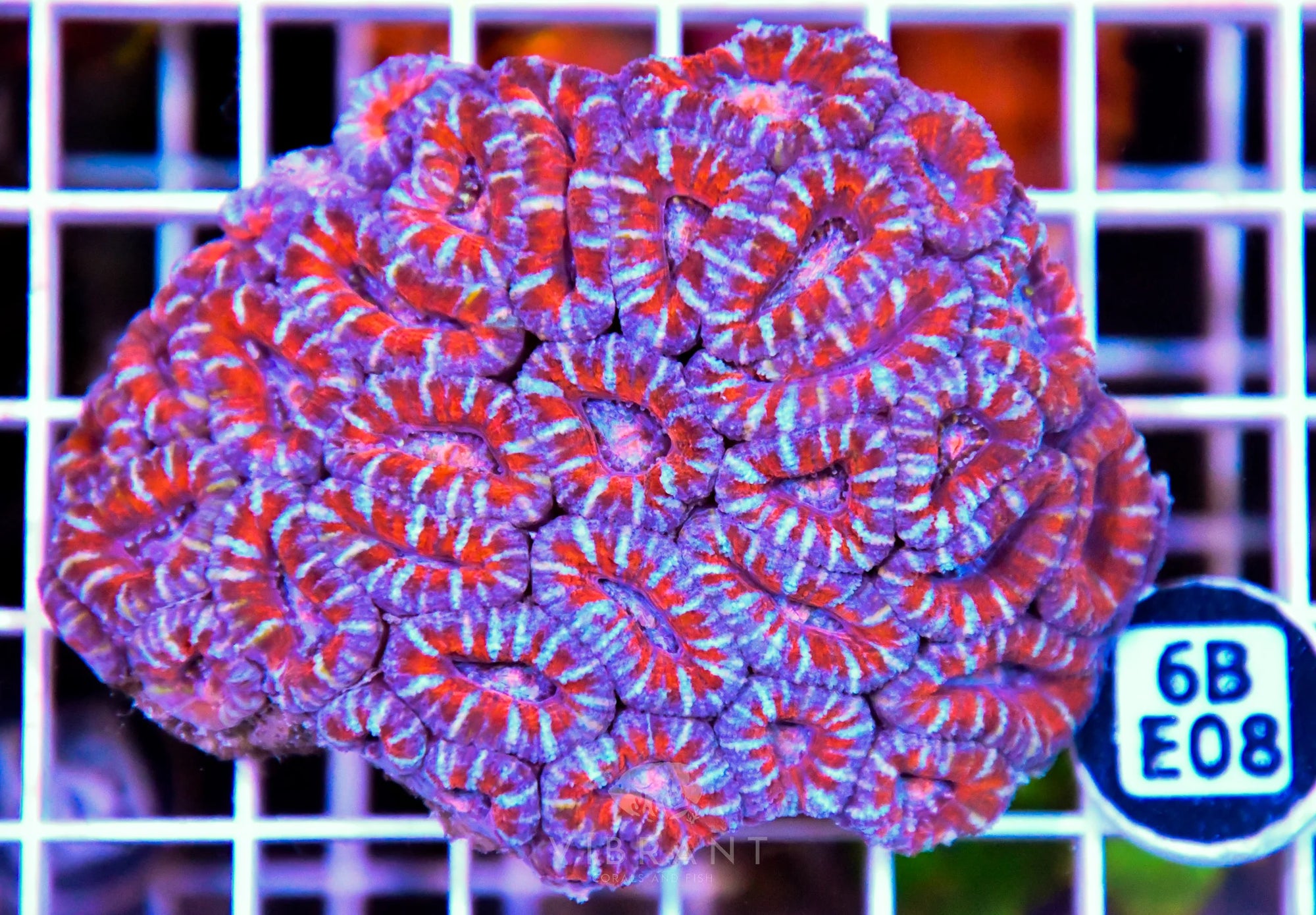 Acan Lord AUS