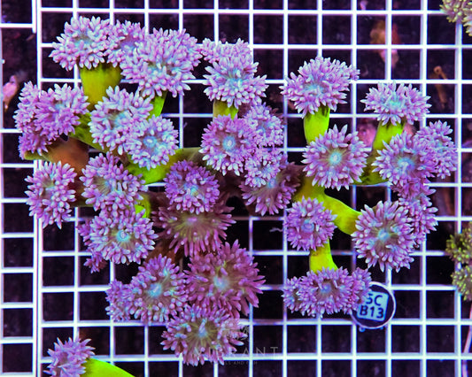 Duncan Colony AUS