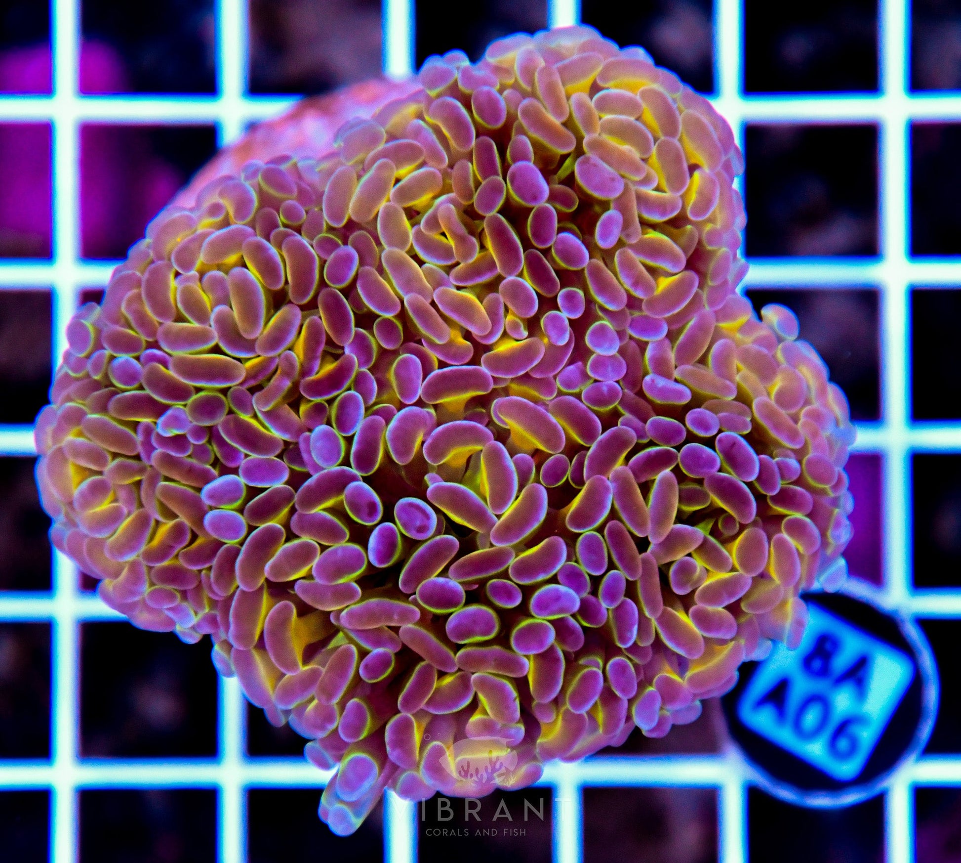 Hammer Branching INDO
