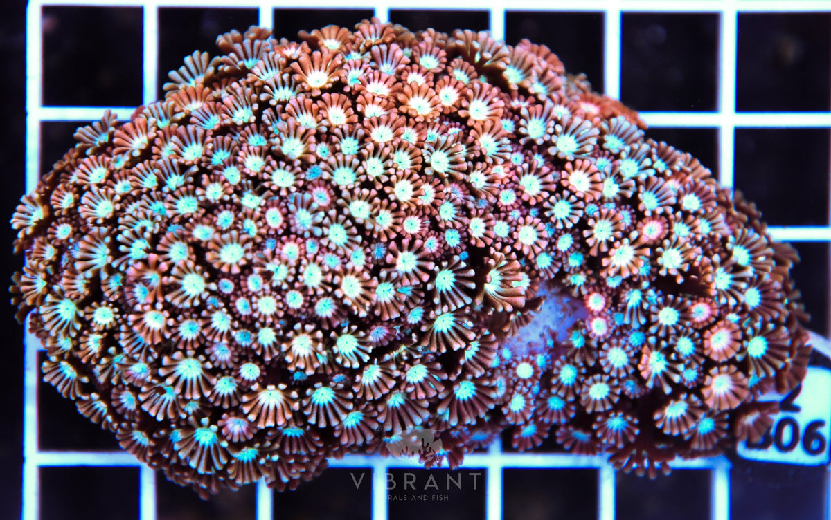 Alveopora AUS