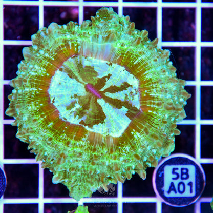 Acanthophyllia AUS
