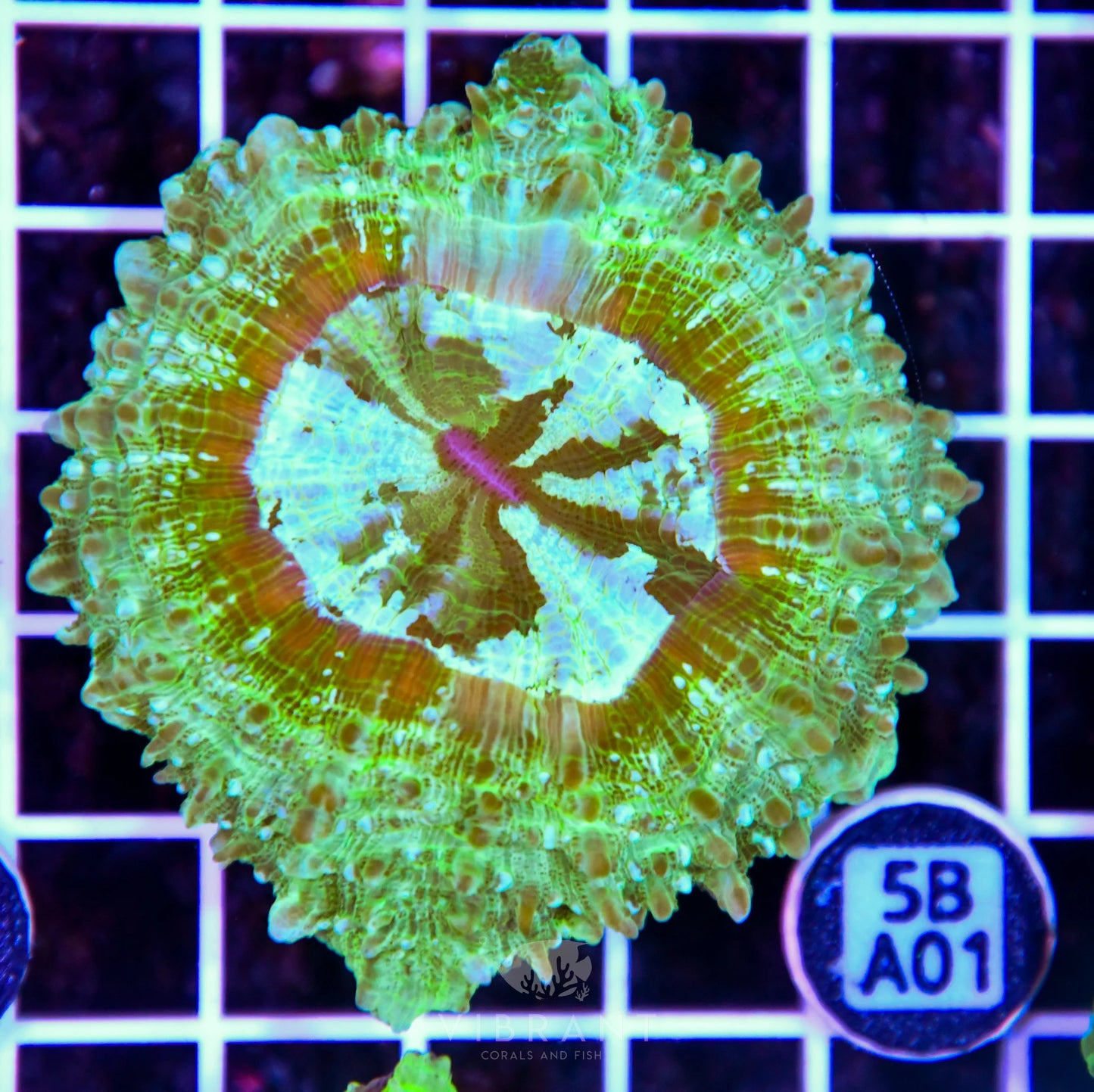 Acanthophyllia AUS