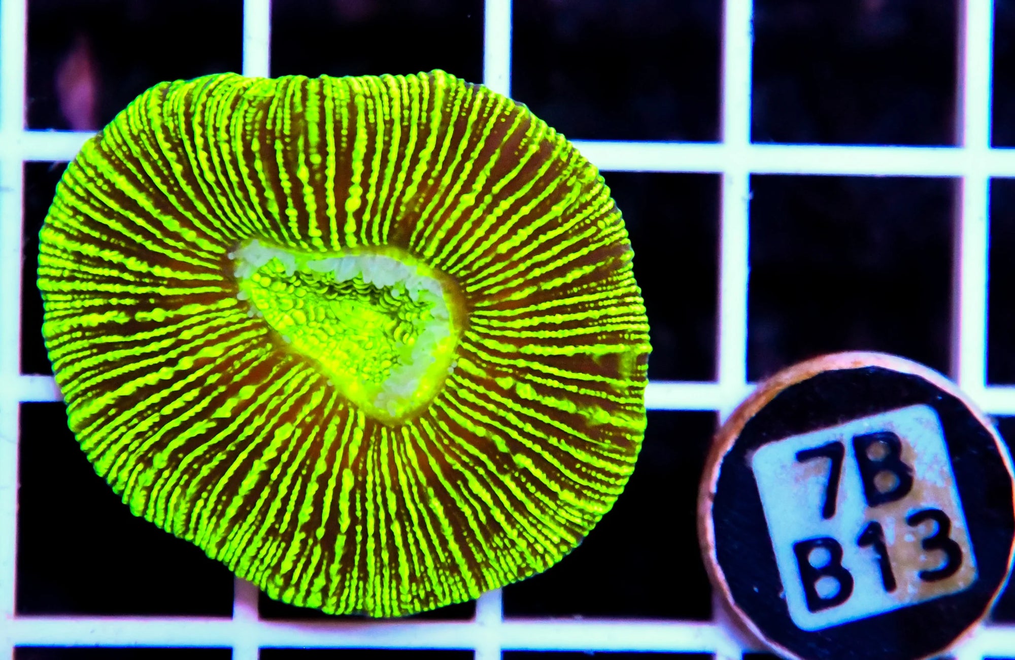 Trachy NEON AUS